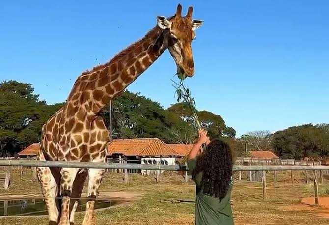 Projeto proíbe o funcionamento de zoológicos no Brasil